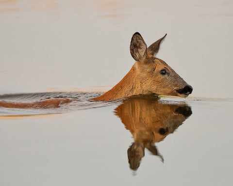 Practicing Her Delightful Morning Swim