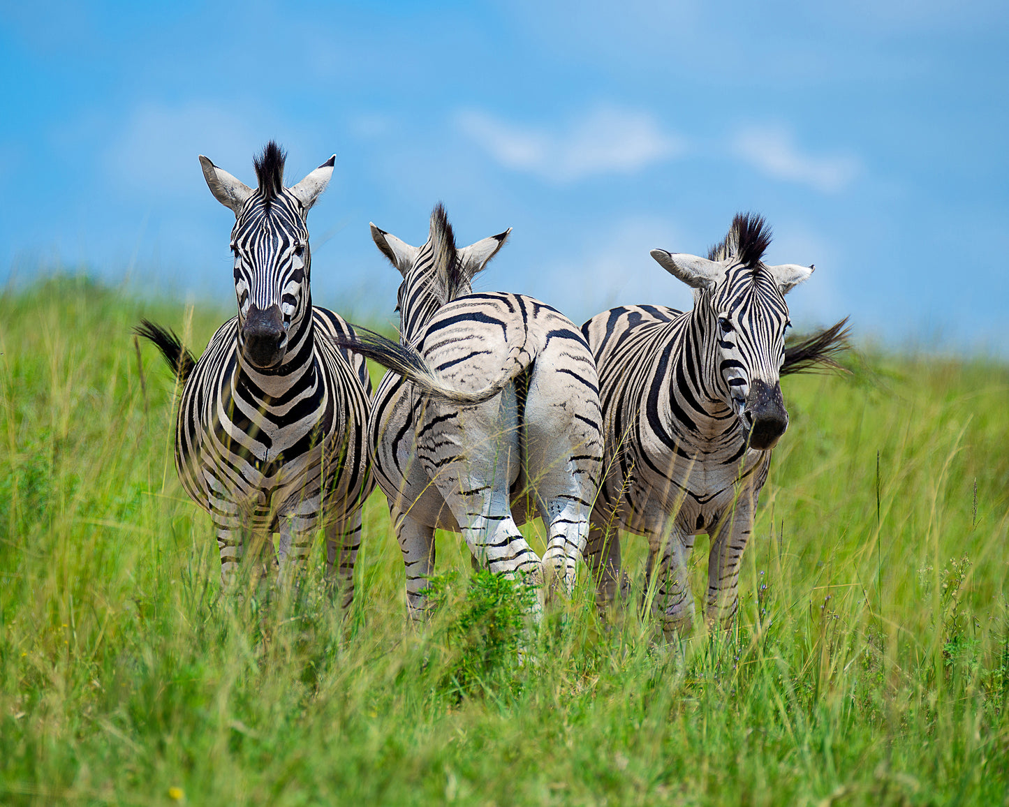 Plains Zebras