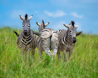 Plains Zebras