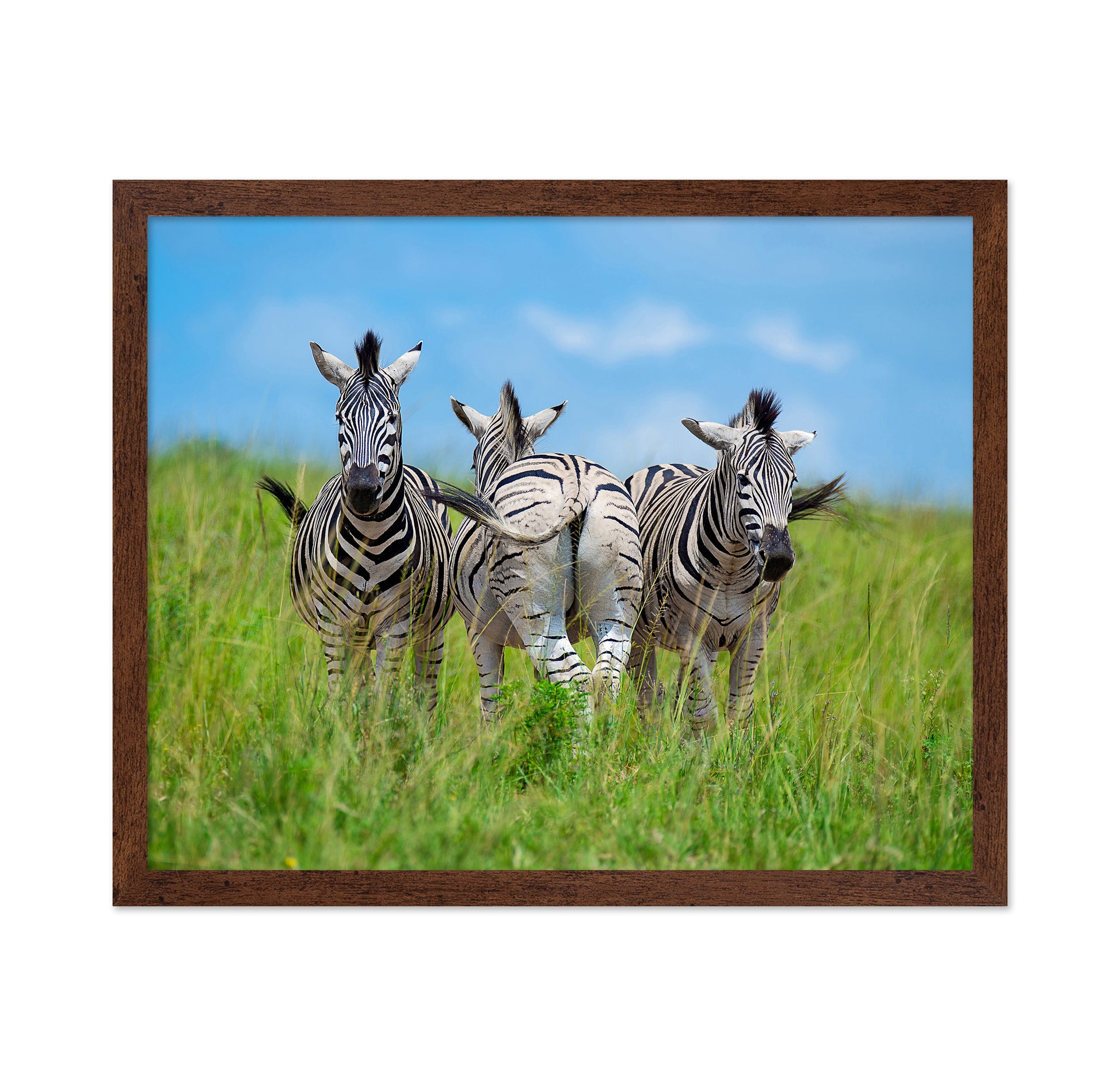Plains Zebras
