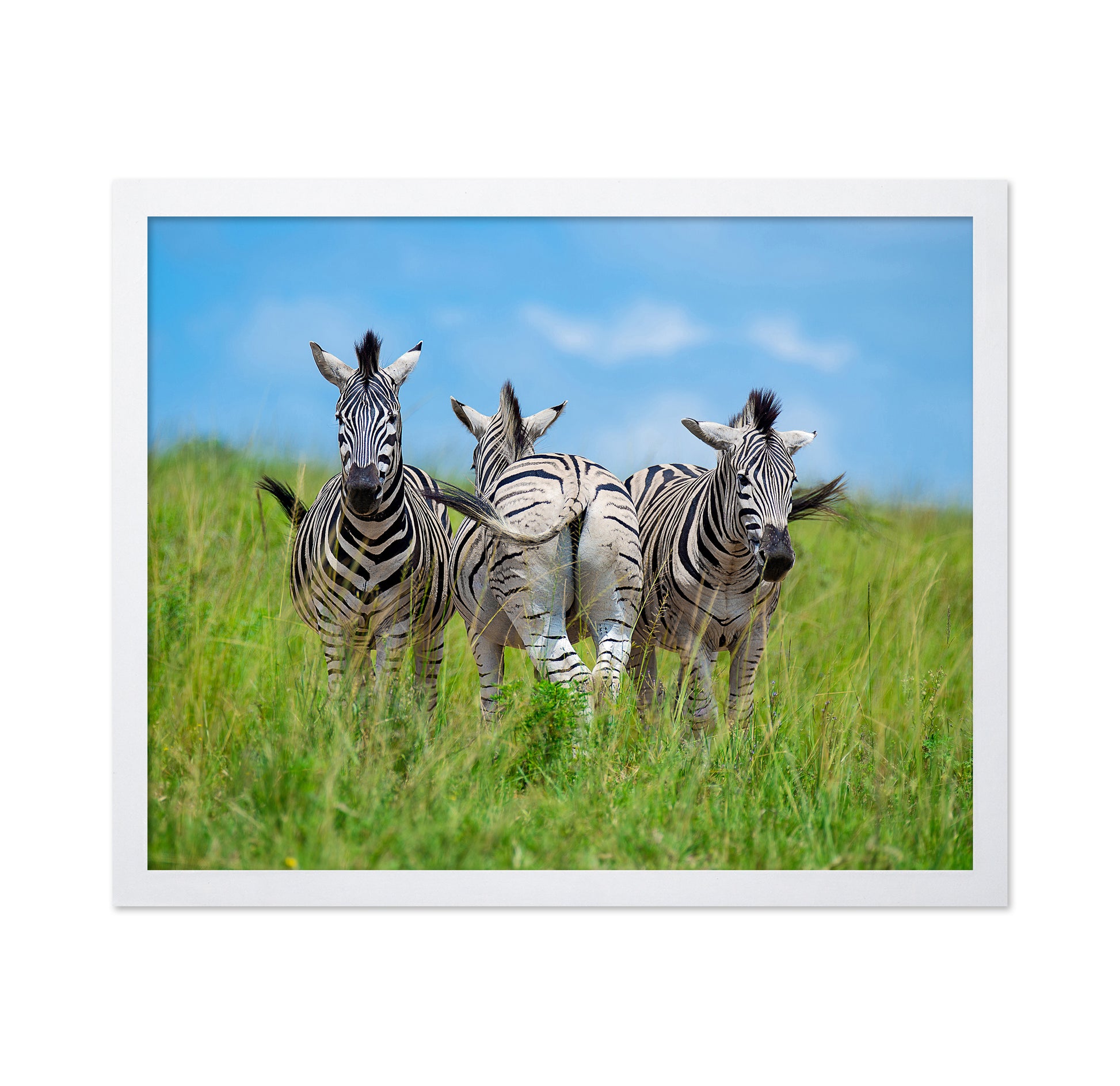 Plains Zebras
