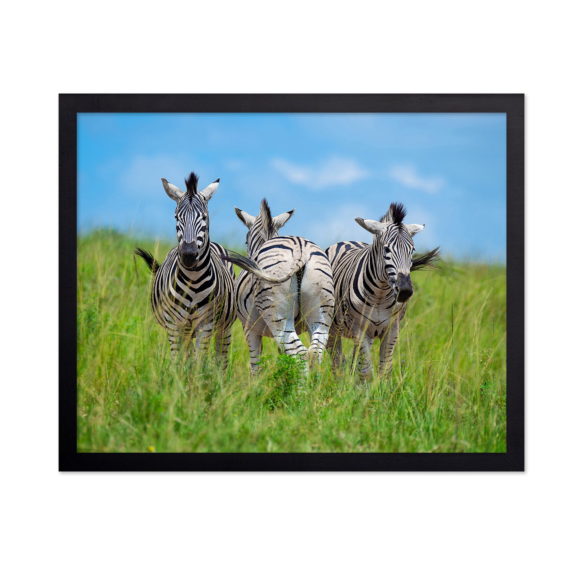Plains Zebras