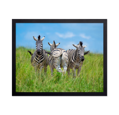 Plains Zebras