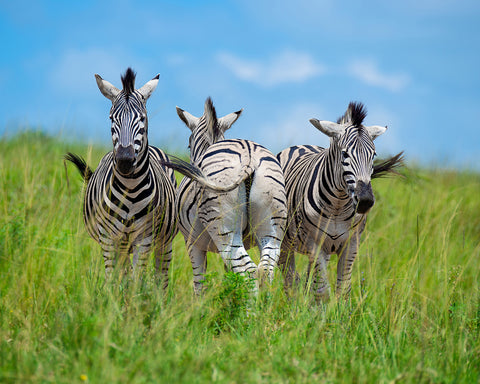 Plains Zebras