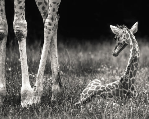 Well Protected