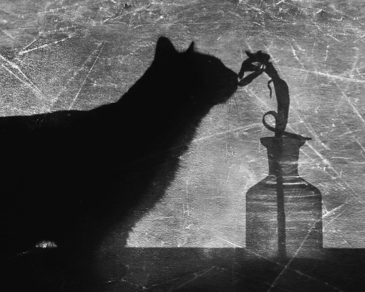 Shadow Cat