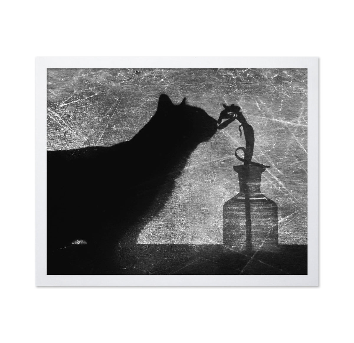Shadow Cat