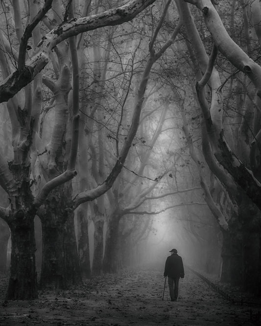 Plane Tree Way