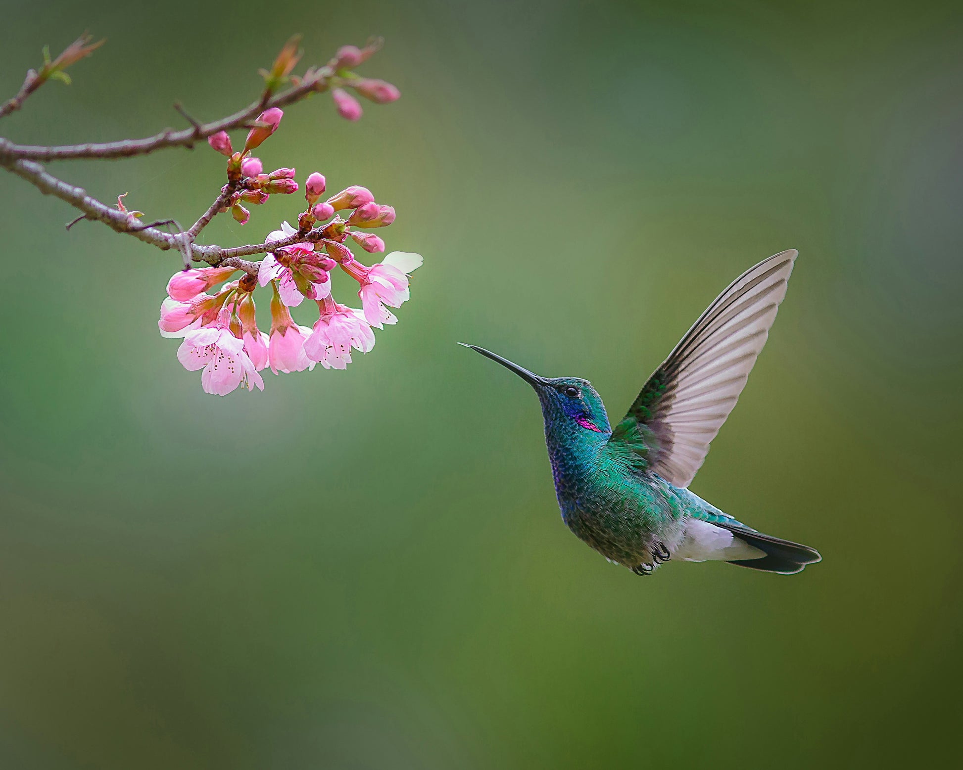 Flying Hummingbird