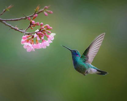Flying Hummingbird