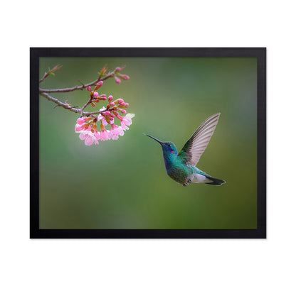 Flying Hummingbird