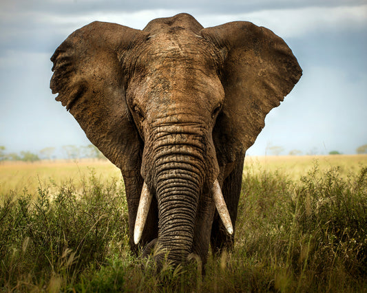 African Savanna Elephant