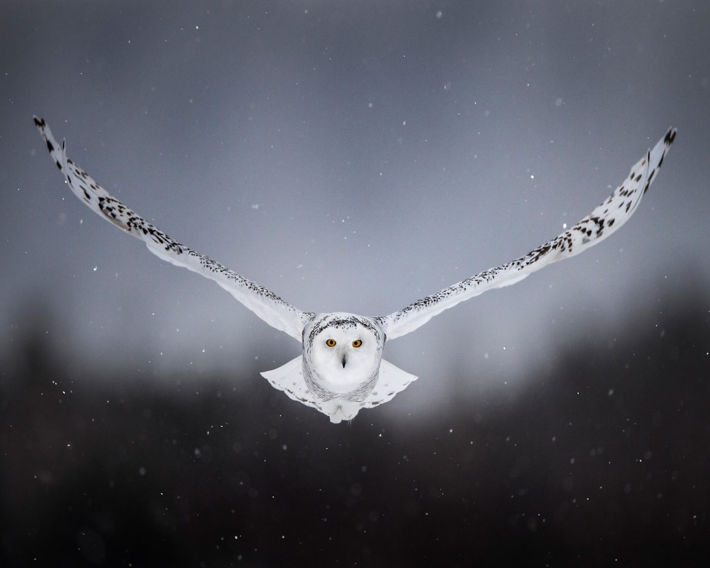 Silent Flight