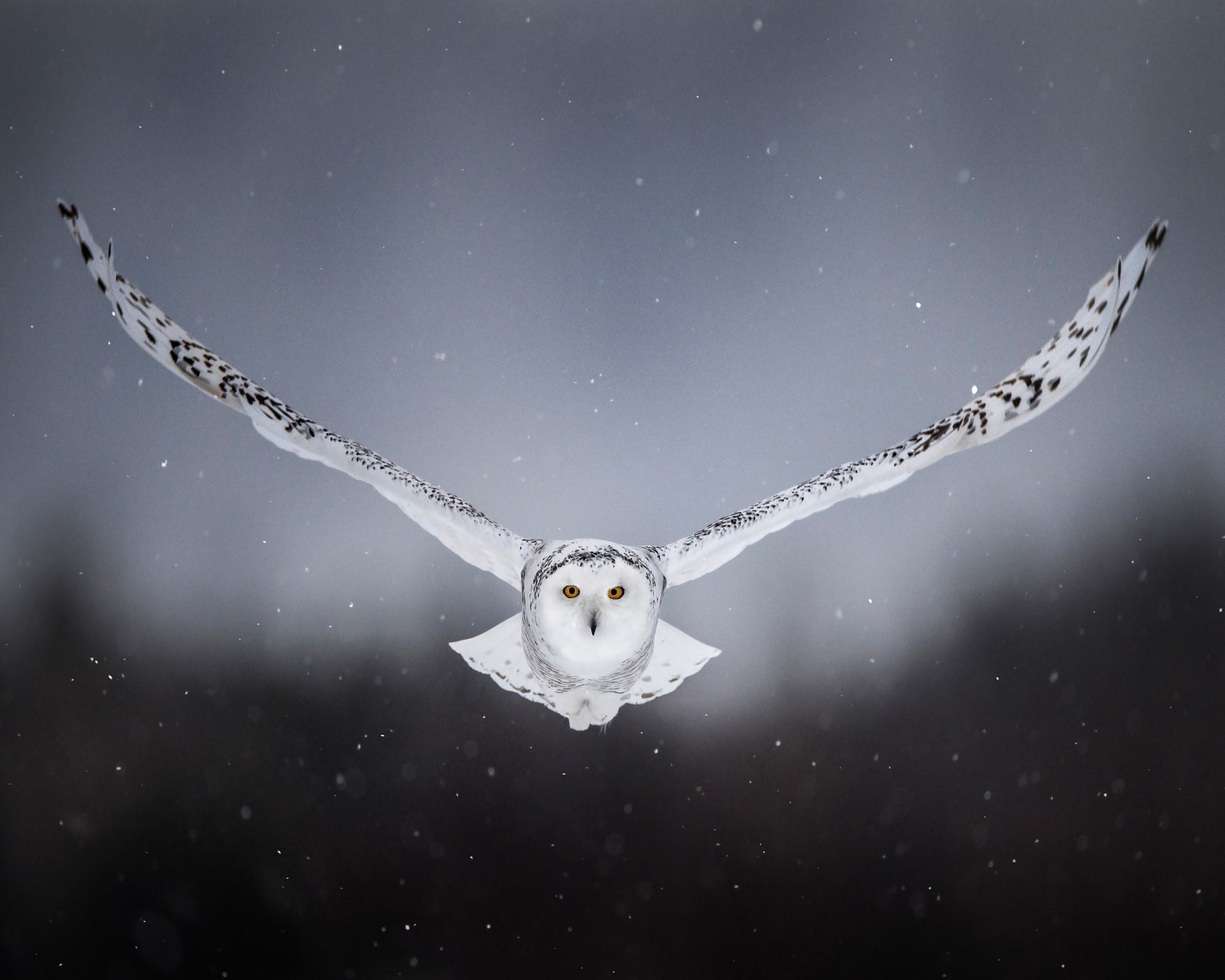 Silent Flight