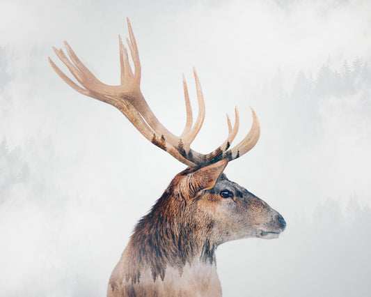 Stag