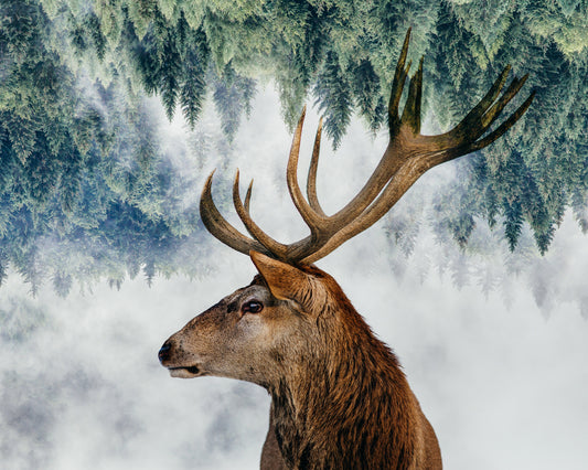 The Deer and the Woods