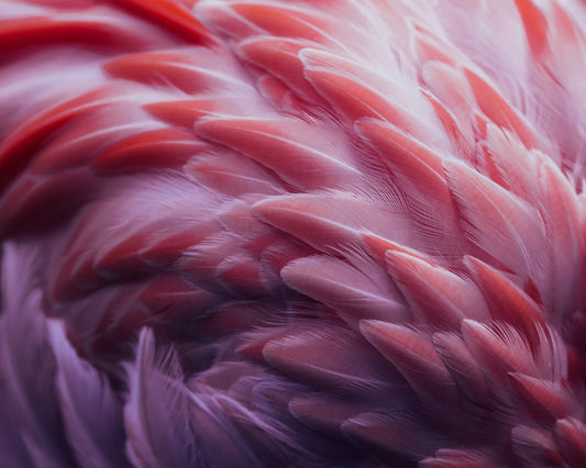 Flamingo's Plumage
