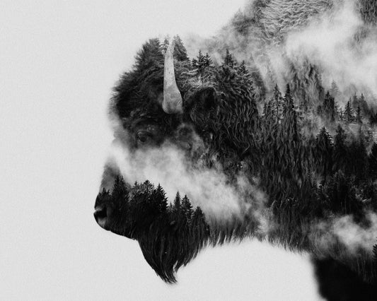 Bison