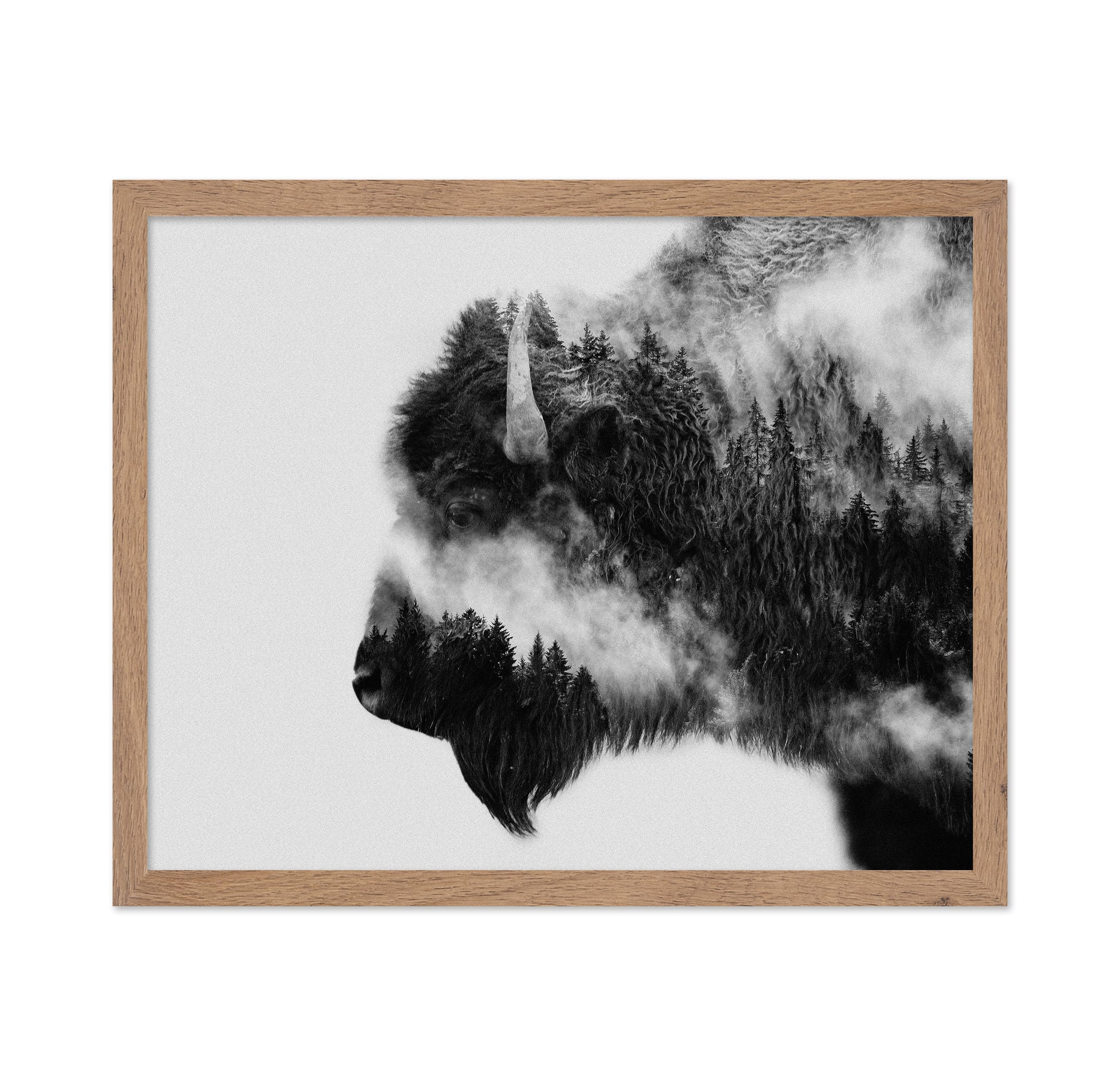 Bison