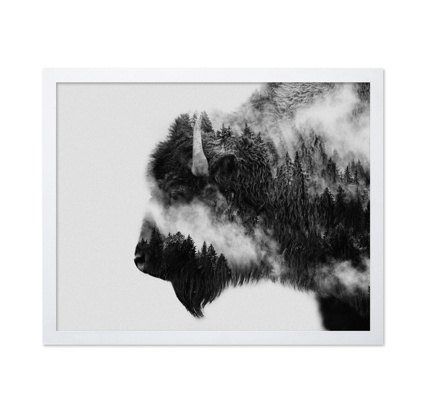 Bison