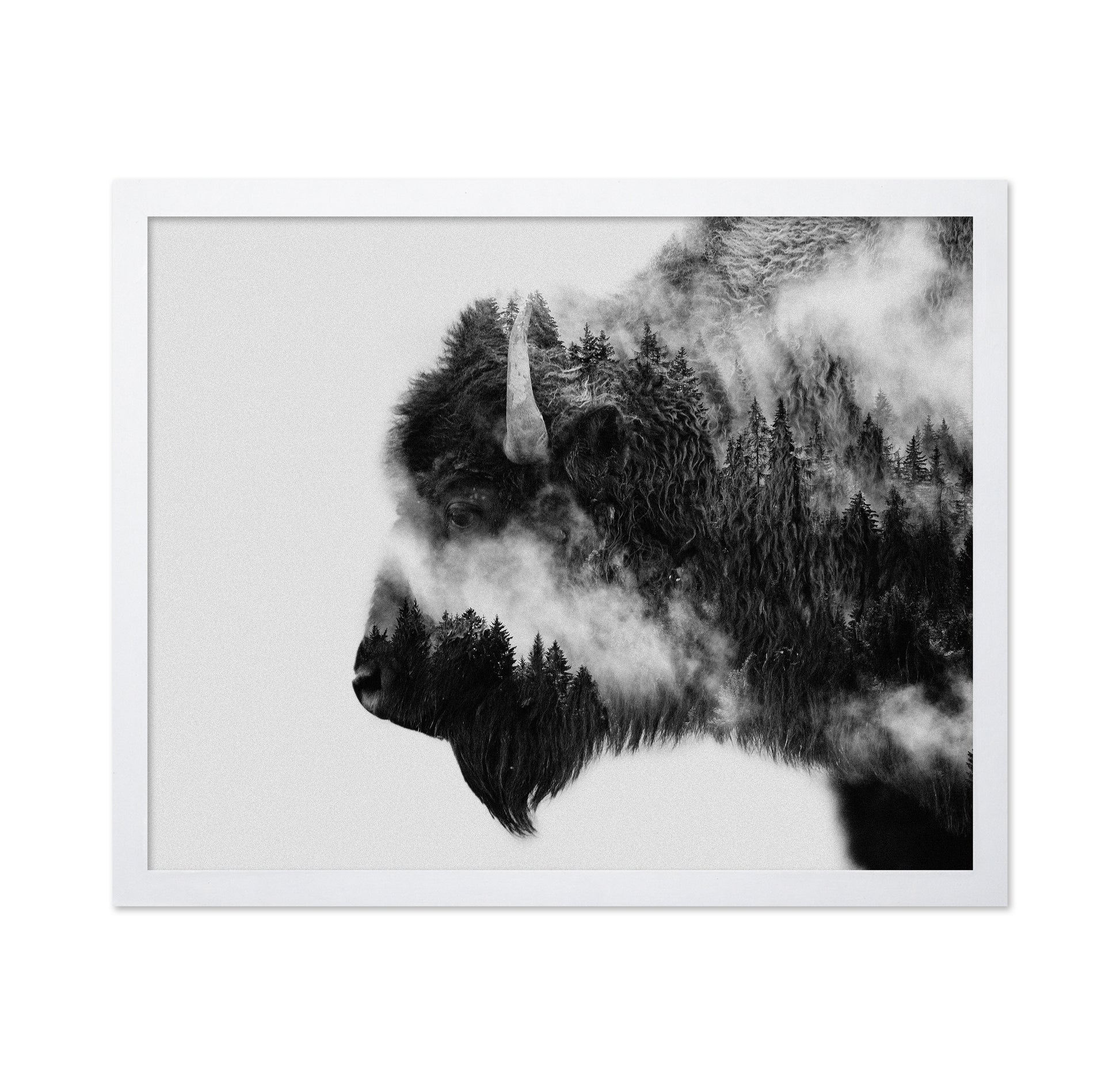 Bison