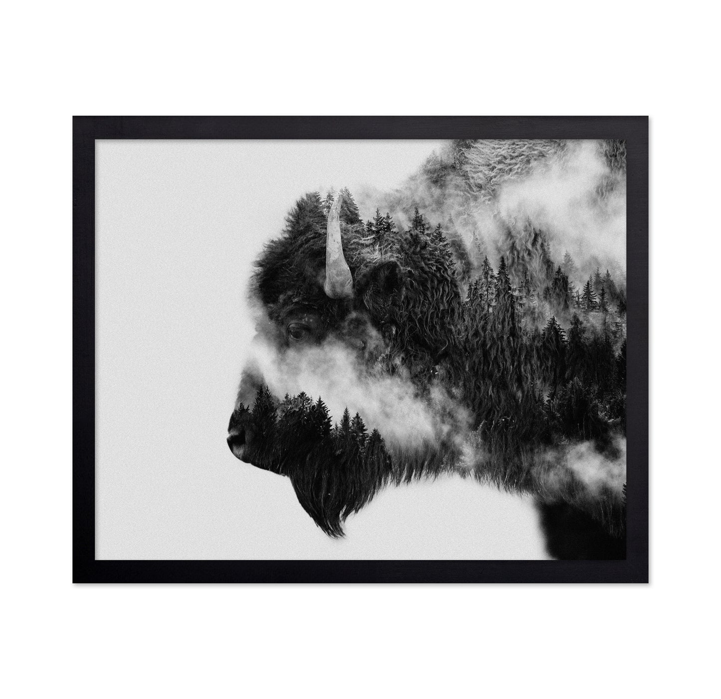 Bison