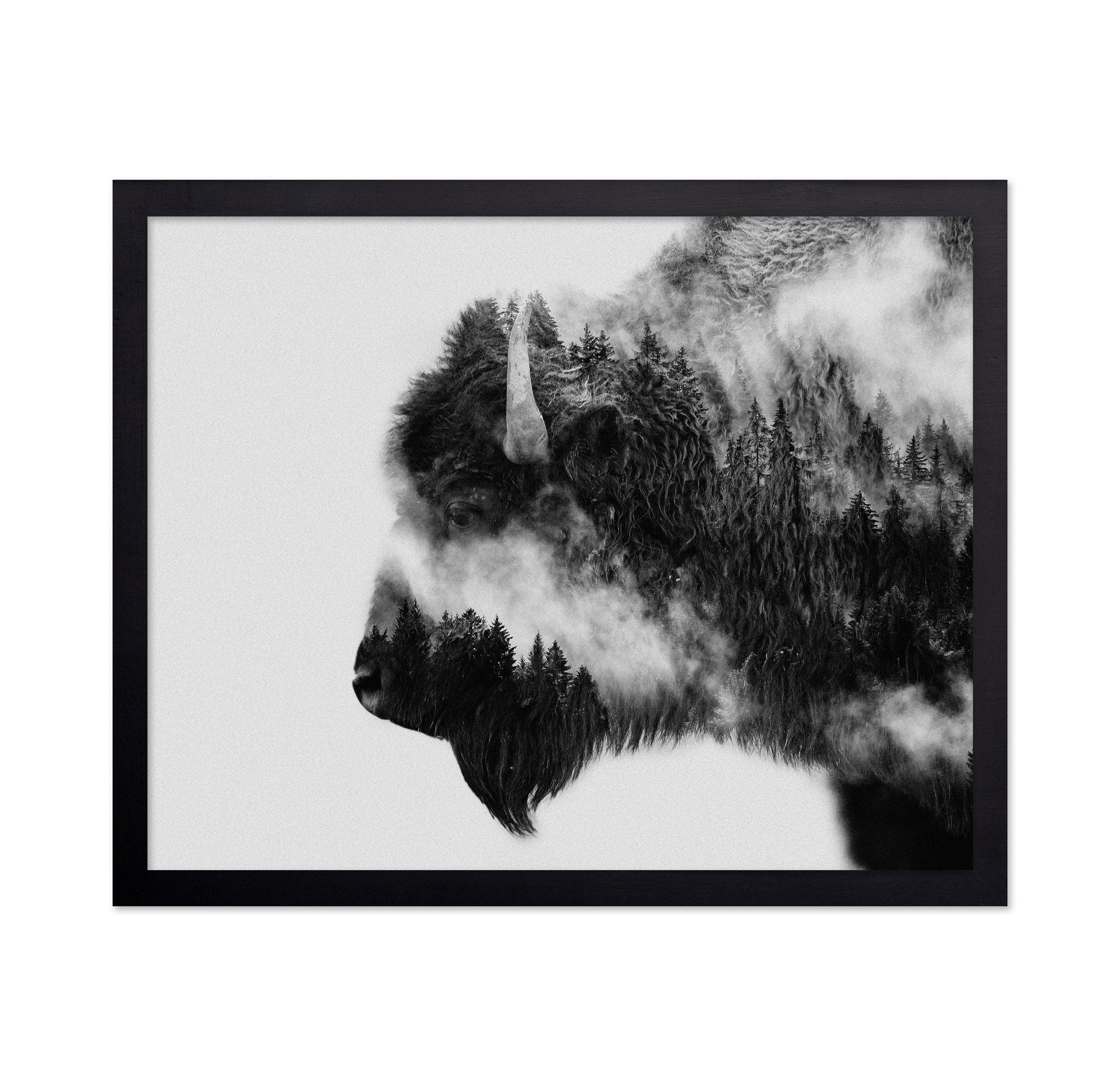 Bison