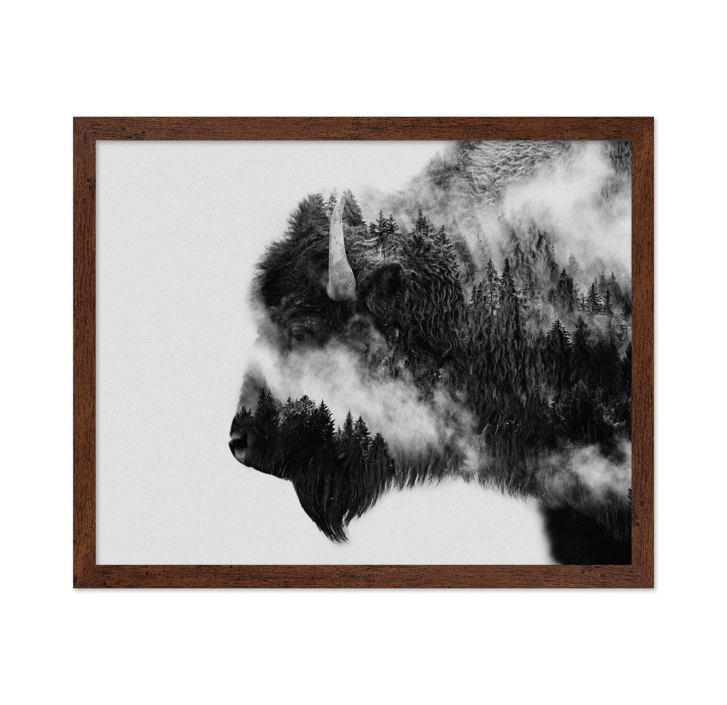 Bison