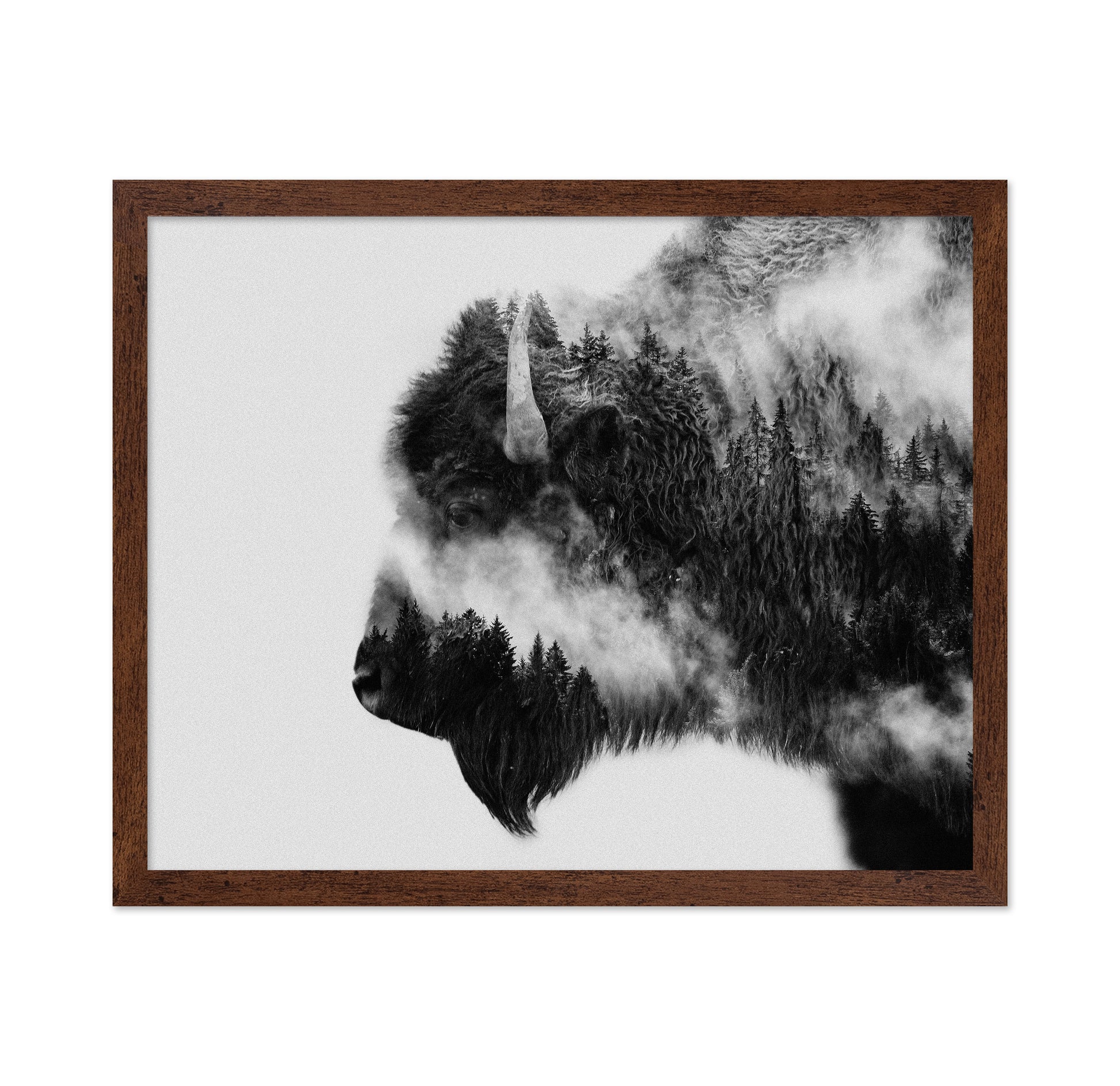 Bison