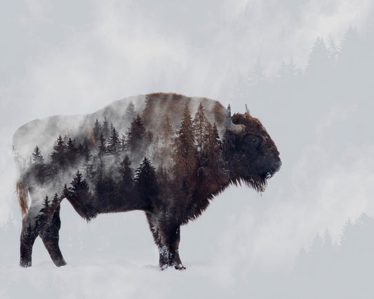 Bison - Double Exposure