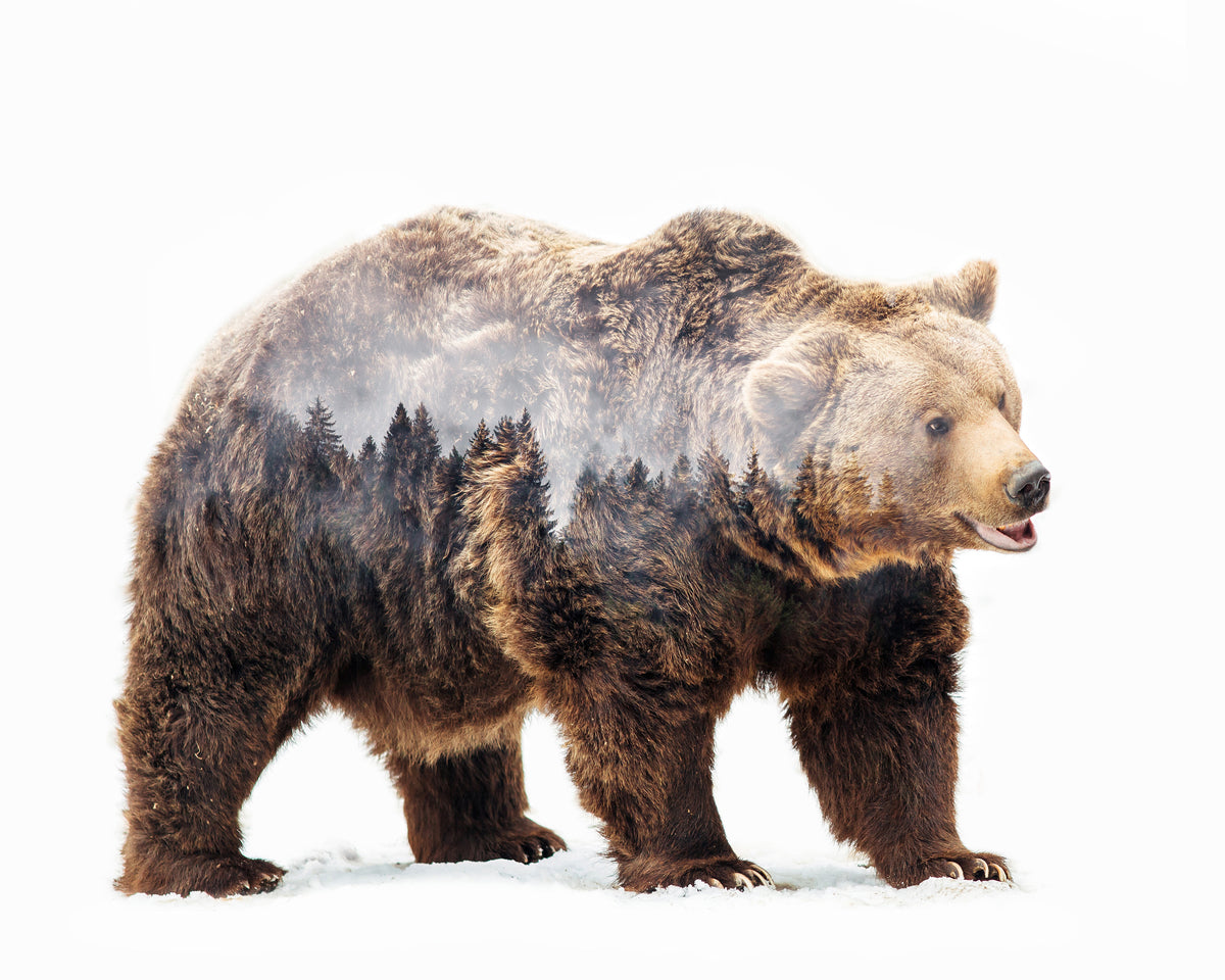 Brown Bear Double Exposure