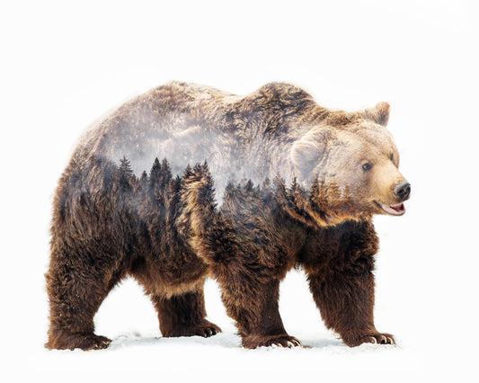 Brown Bear Double Exposure