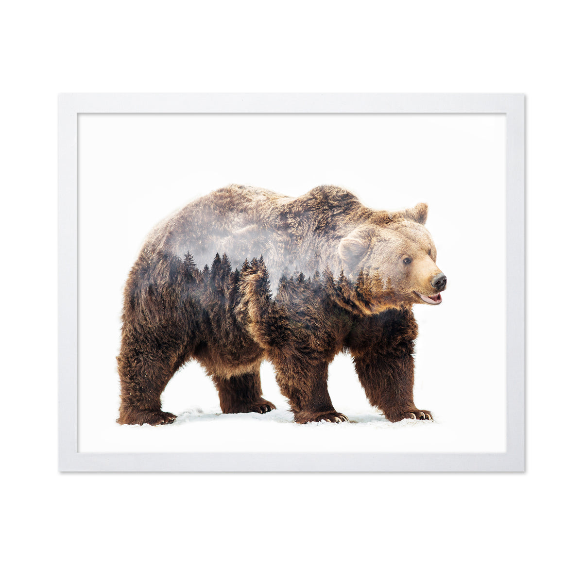 Brown Bear Double Exposure