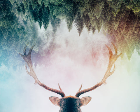Antler
