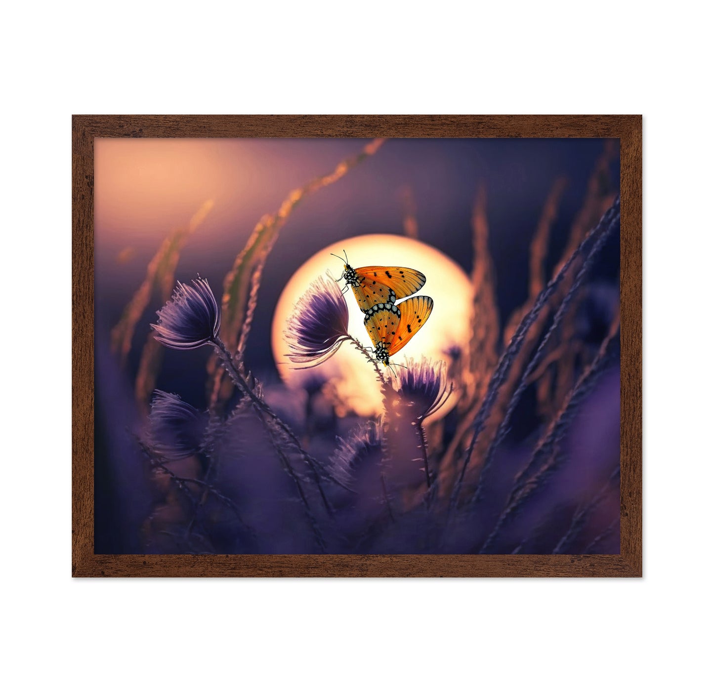 Tawny Costers In Love