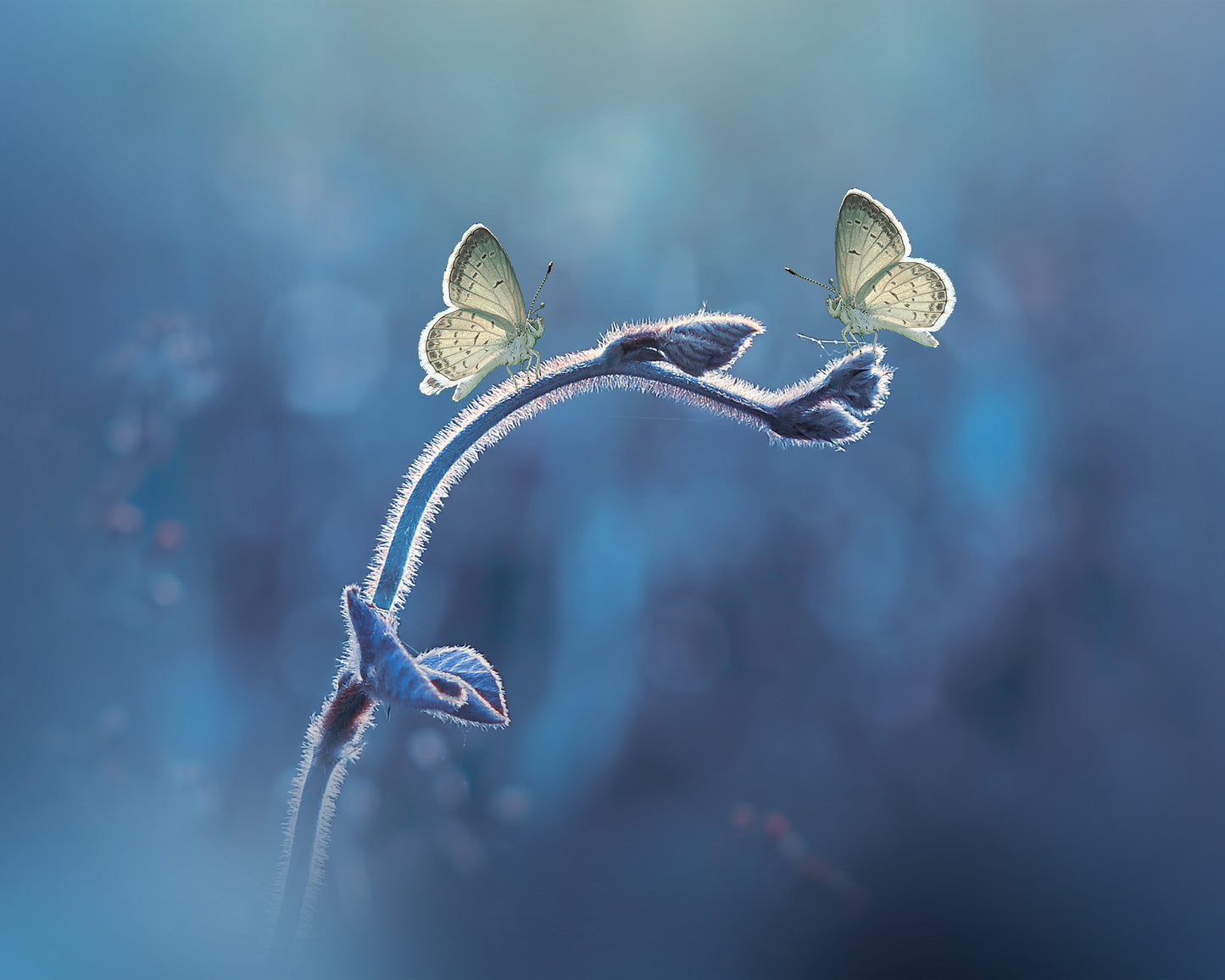 Two Butterflies Meet Each Other