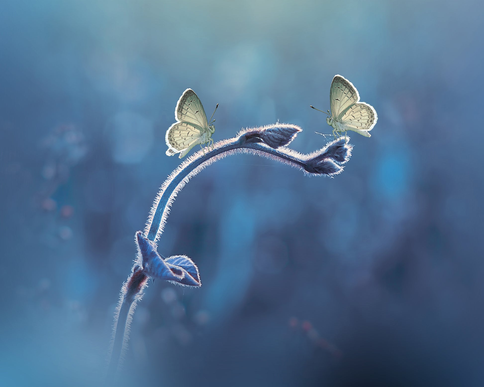 Two Butterflies Meet Each Other