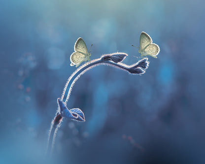 Two Butterflies Meet Each Other