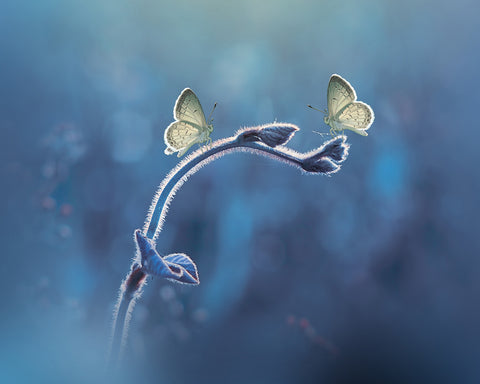 Two Butterflies Meet Each Other