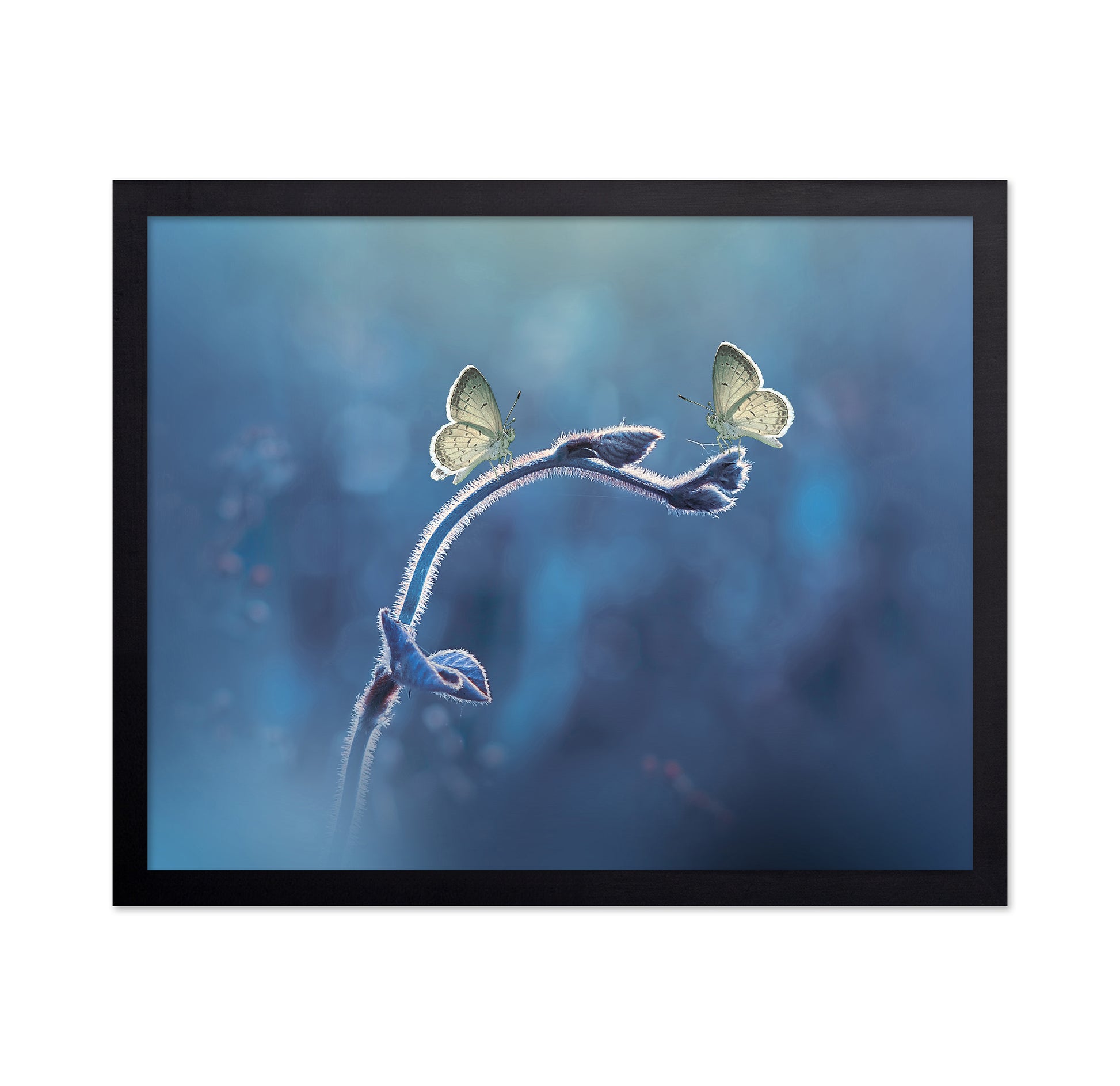 Two Butterflies Meet Each Other
