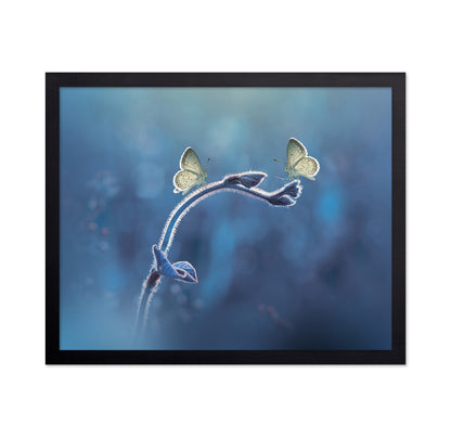 Two Butterflies Meet Each Other