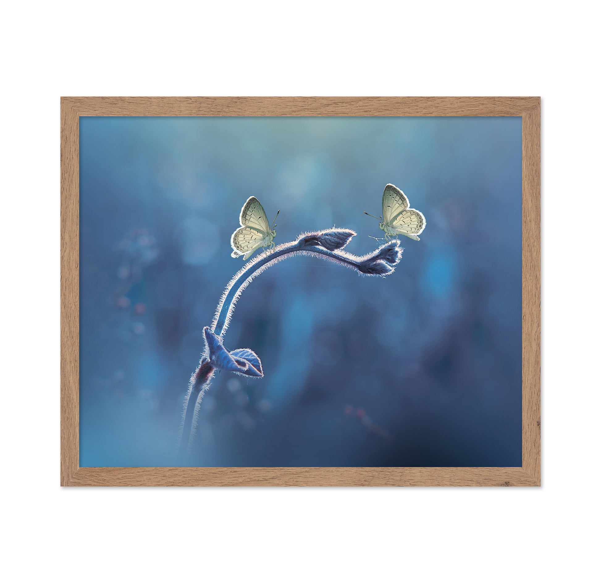 Two Butterflies Meet Each Other