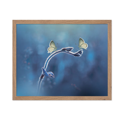 Two Butterflies Meet Each Other