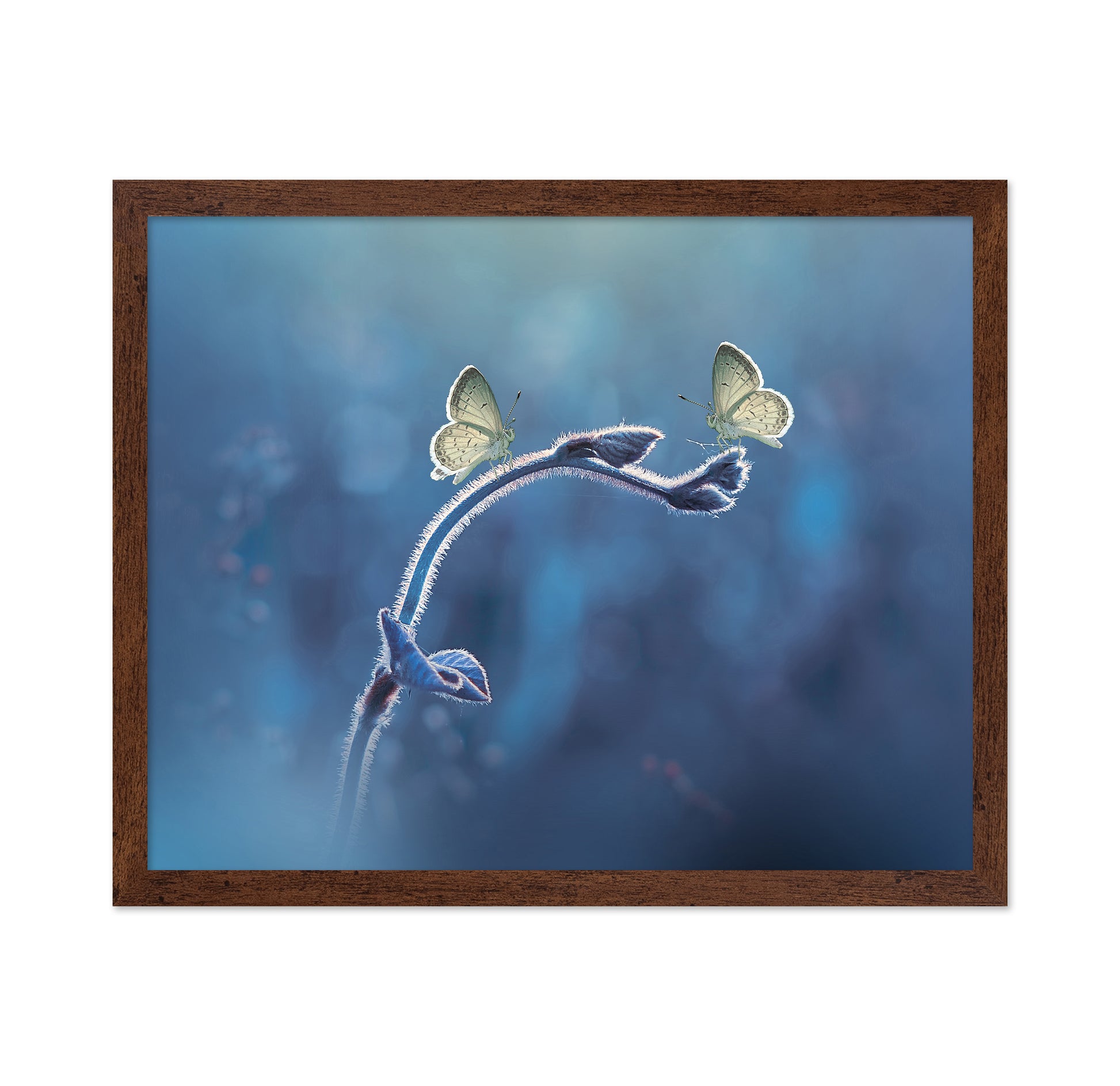Two Butterflies Meet Each Other