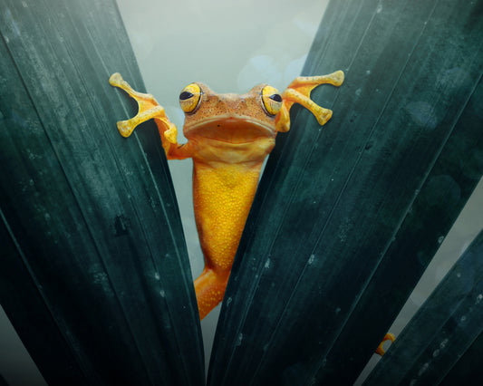 Gold Frog