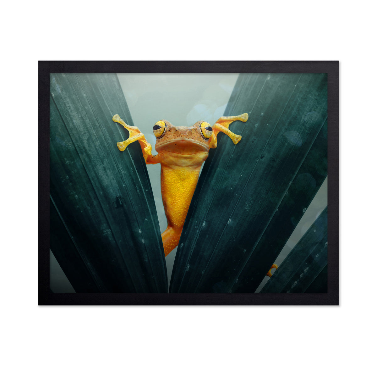 Gold Frog