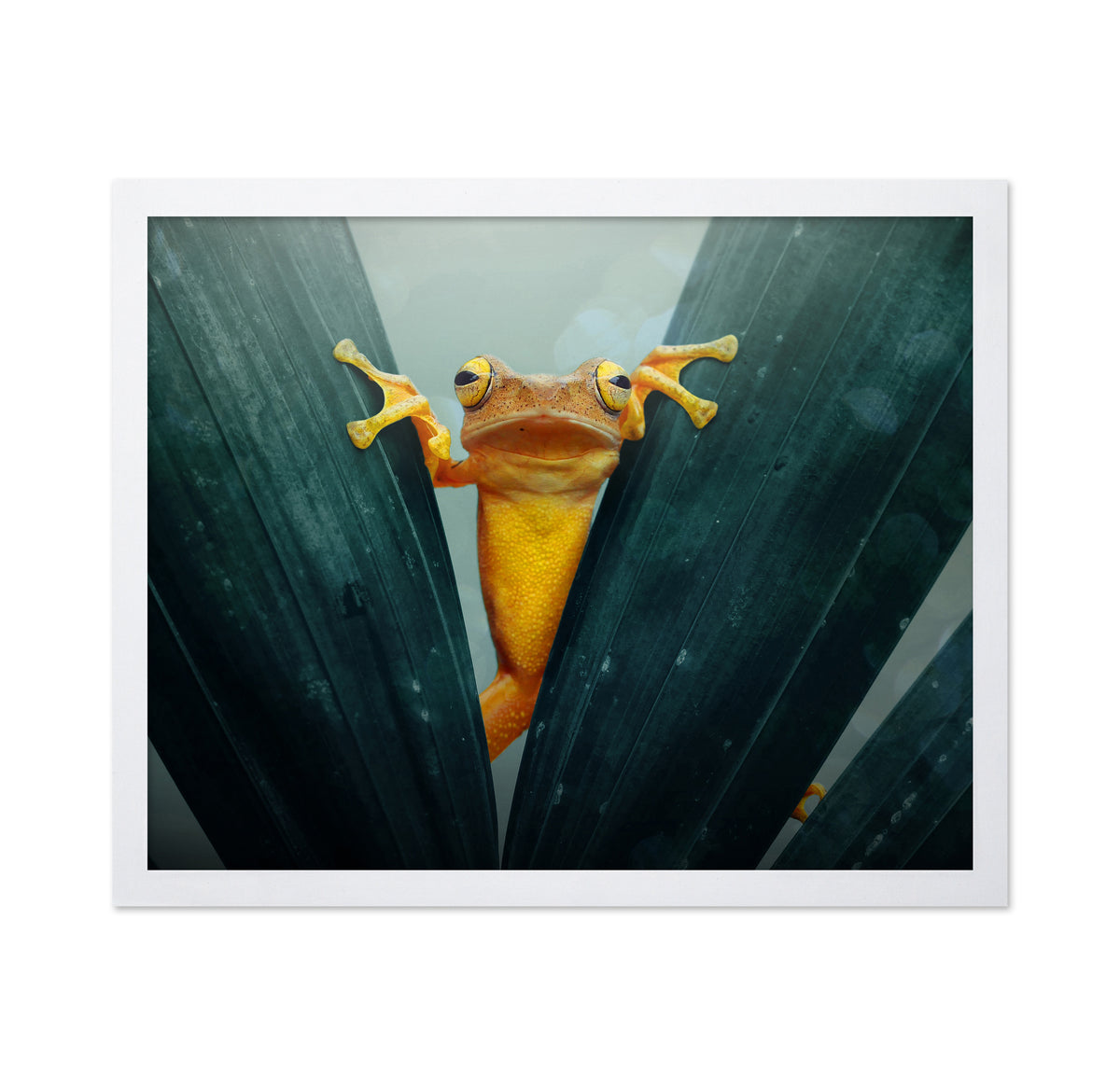 Gold Frog