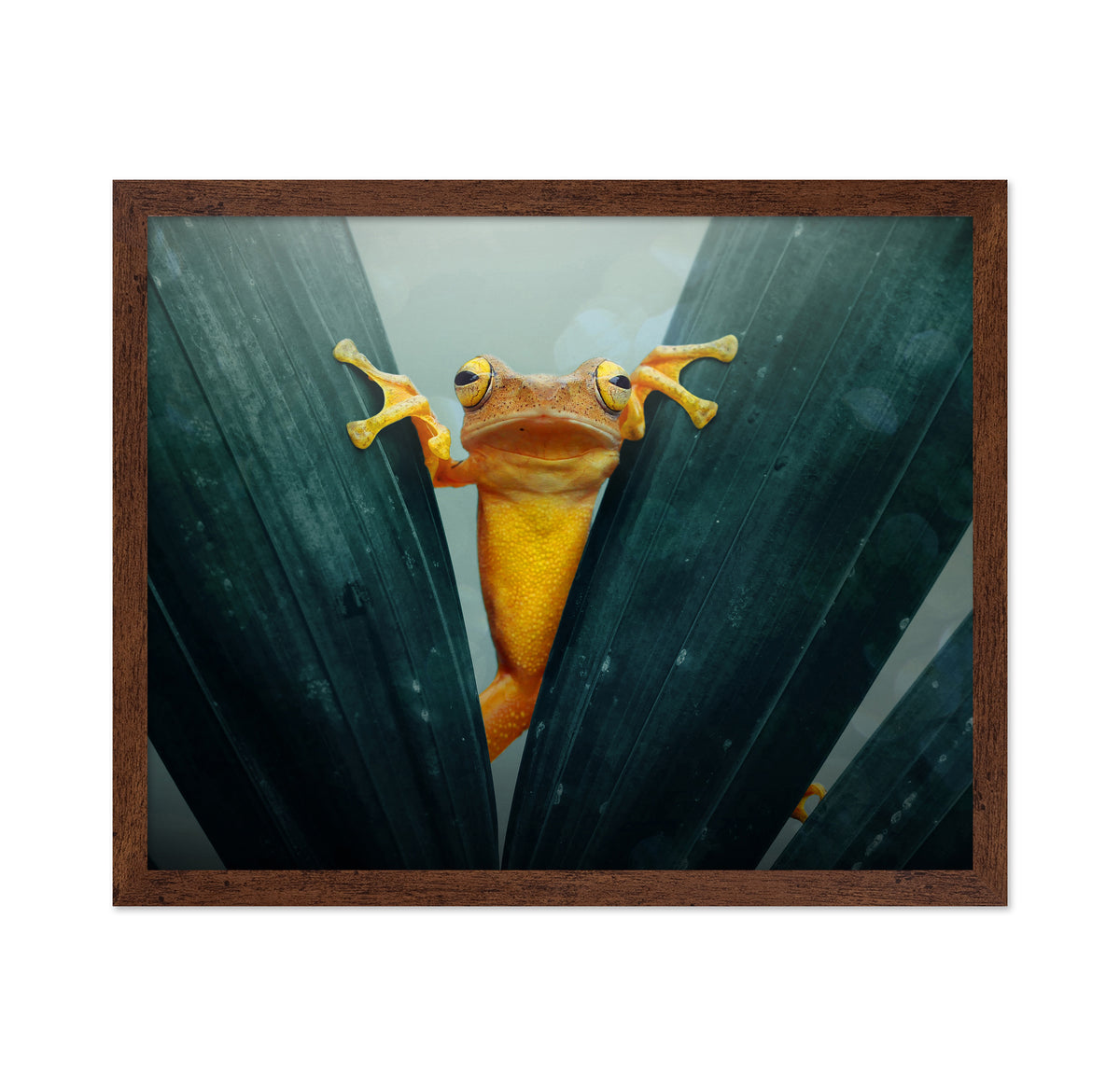Gold Frog