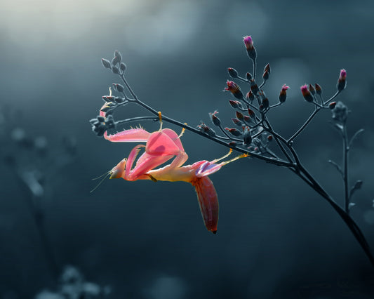 Orchid Mantis
