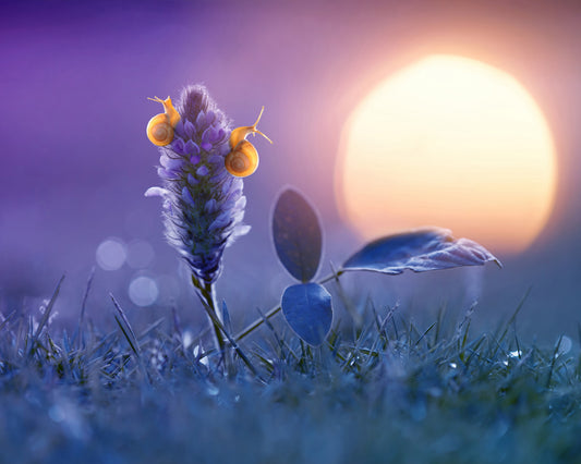 Snail Waiting for Sunrise